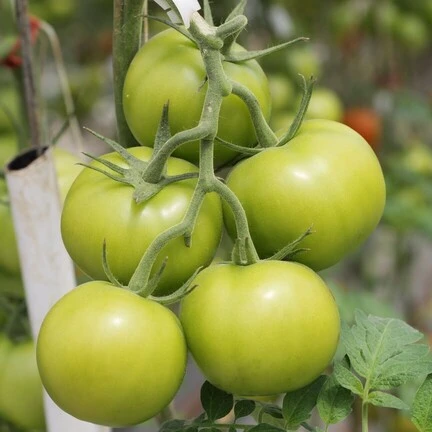 Wracamy do szybkiego wysyłania zamówień + PROMOCJA na kiszone pomidory!